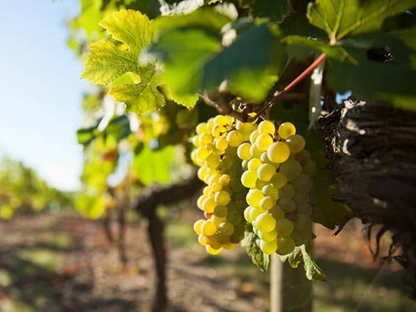 Grappe de raisin dans les vignes