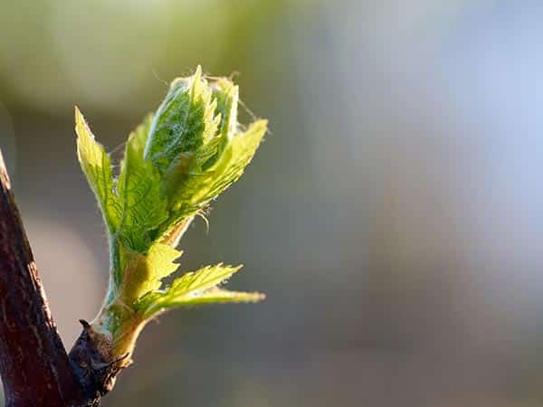 Sprout of Vitis vinifera, grape vine. New leaves sprouting at the beginning of spring