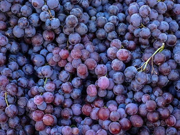 Piles of delicious fresh juicy seedless red grapes background in